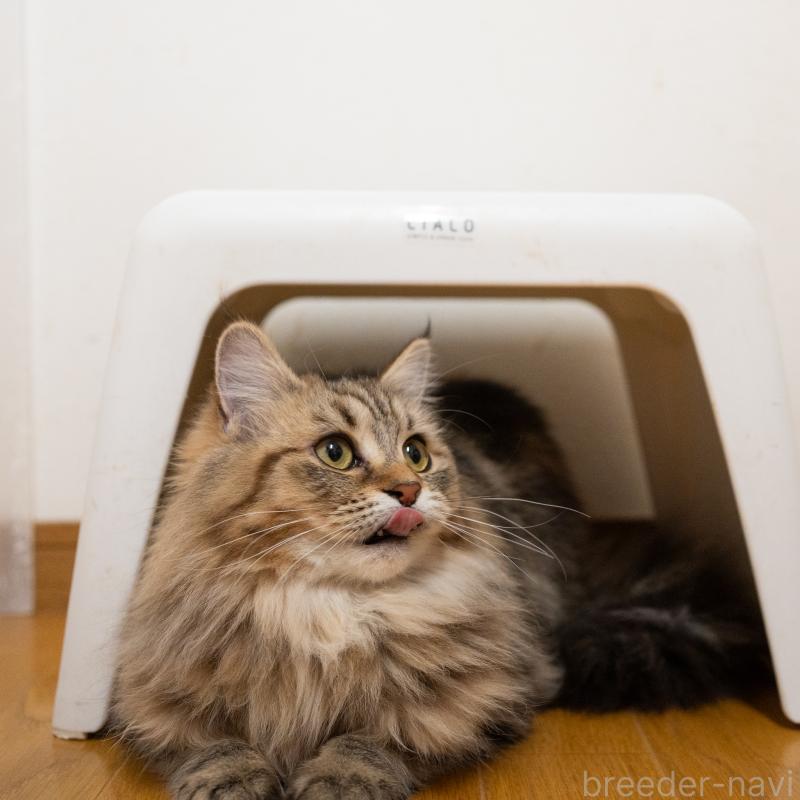 成約済の大阪府のサイベリアン-123559の6枚目