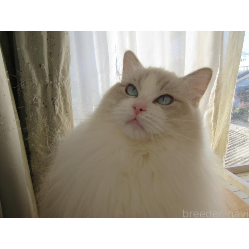 販売中の大分県のラグドール-112407の7枚目