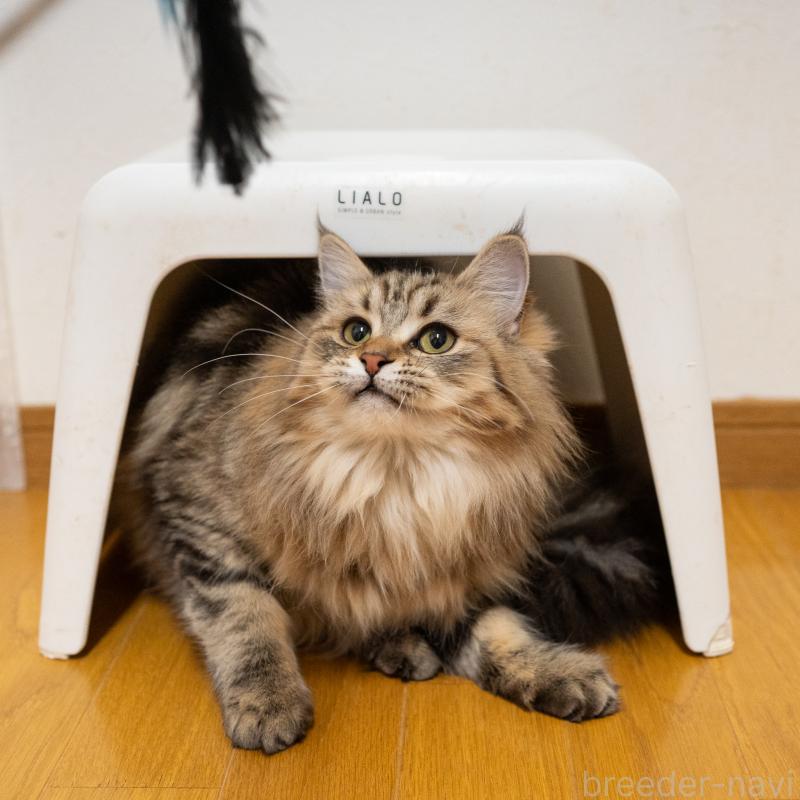 成約済の大阪府のサイベリアン-123559の5枚目