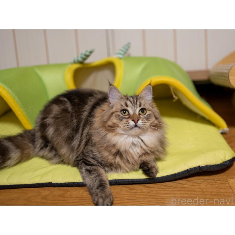 成約済の大阪府のサイベリアン-123559の4枚目