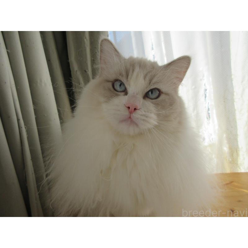 販売中の大分県のラグドール-112407の6枚目