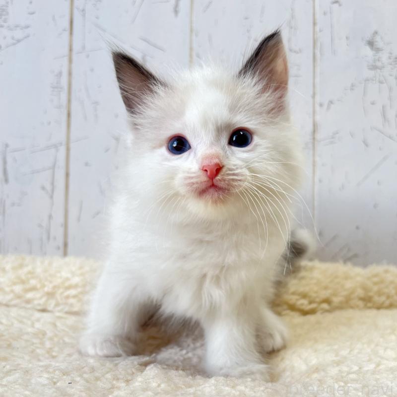 販売中の千葉県のラグドール-134883の1枚目