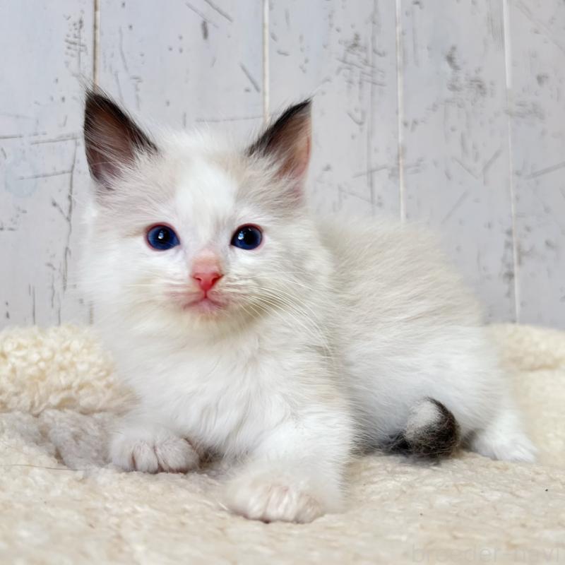 販売中の千葉県のラグドール-134883の4枚目