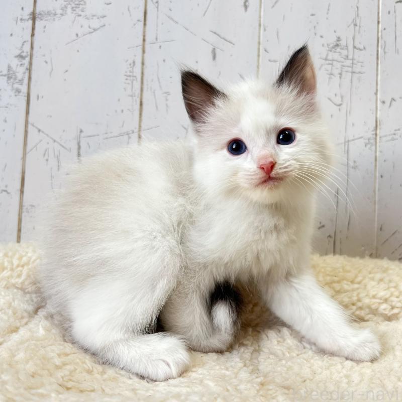 販売中の千葉県のラグドール-134883の3枚目