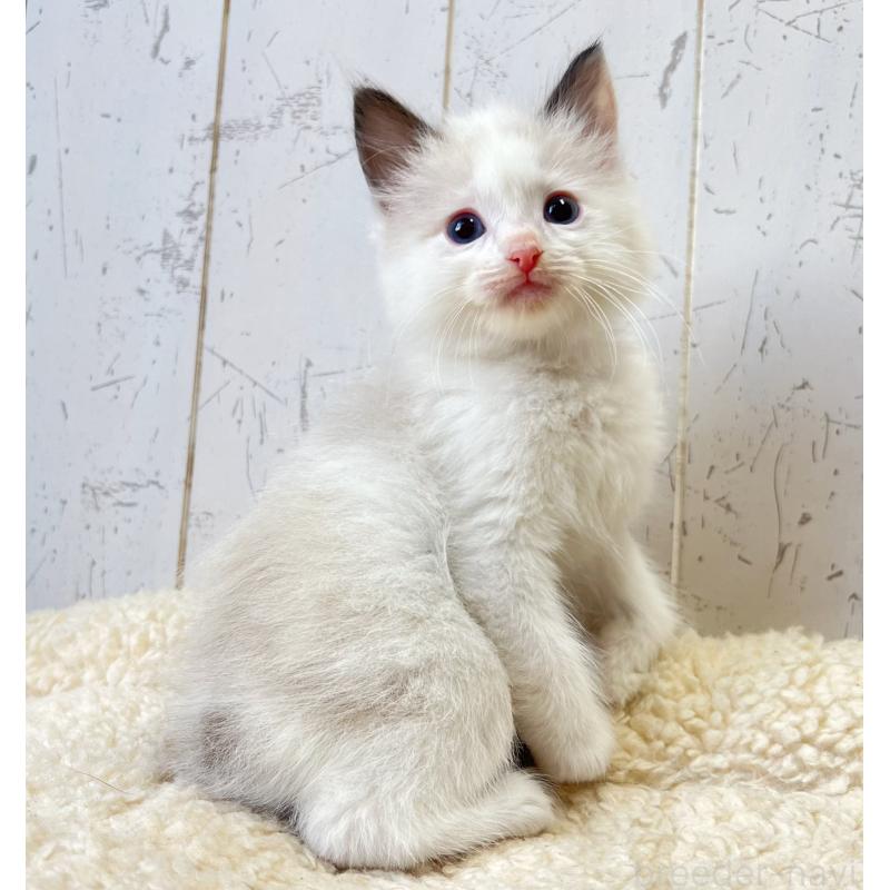 販売中の千葉県のラグドール-134883の2枚目