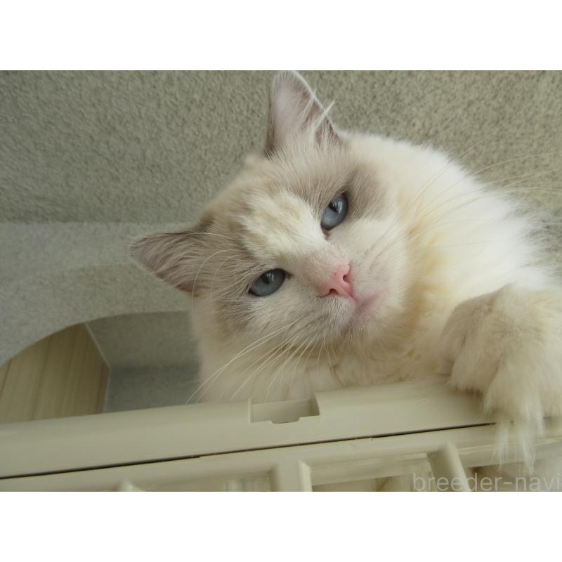 販売中の大分県のラグドール-112407の5枚目