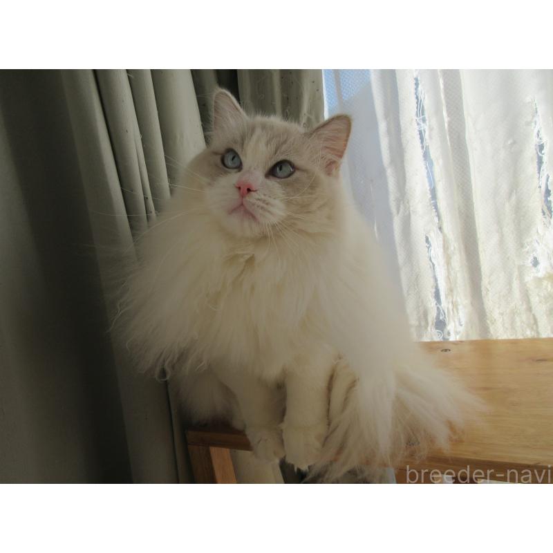 販売中の大分県のラグドール-112407の4枚目