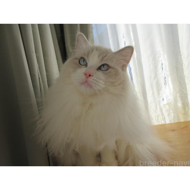 販売中の大分県のラグドール-112407の2枚目