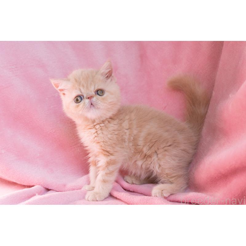 販売中の東京都のエキゾチックショートヘア-132295の5枚目