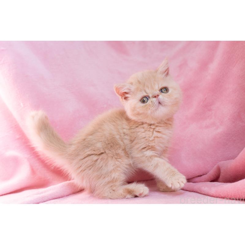 販売中の東京都のエキゾチックショートヘア-132295の4枚目