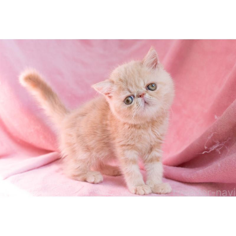 販売中の東京都のエキゾチックショートヘア-132295の3枚目