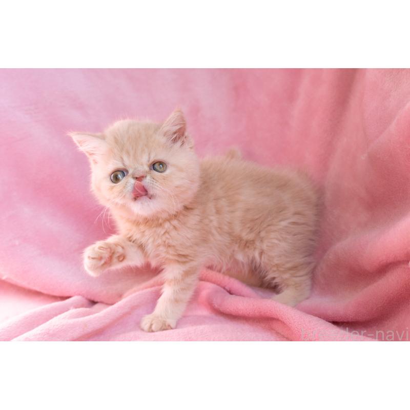 販売中の東京都のエキゾチックショートヘア-132295の2枚目