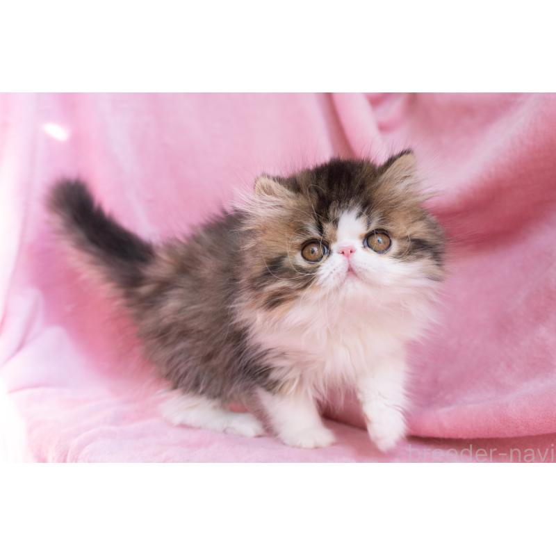 販売中の東京都のエキゾチックロングヘア-132297の5枚目