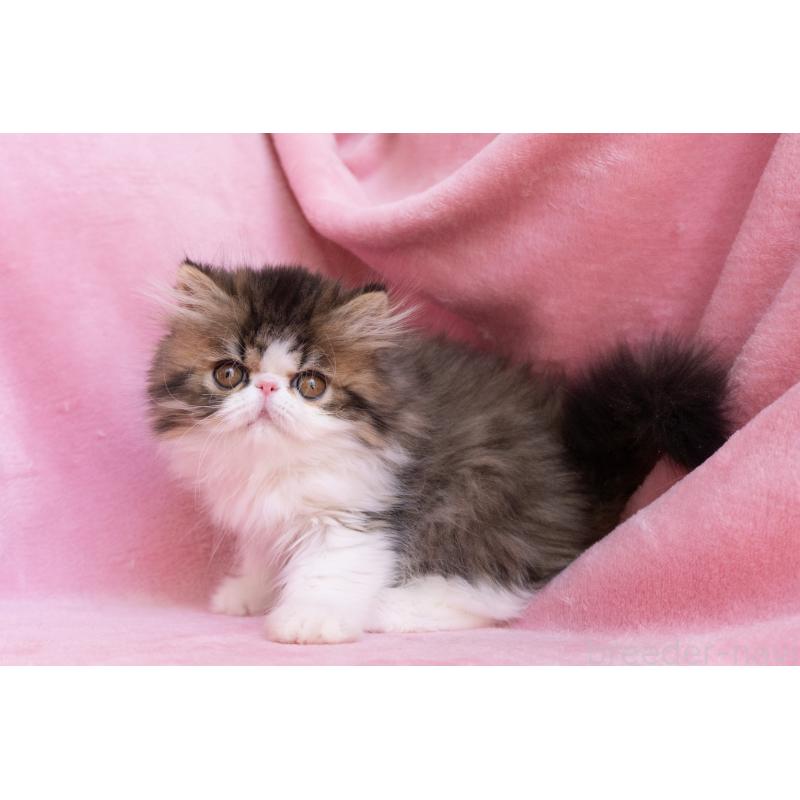 販売中の東京都のエキゾチックロングヘア-132297の4枚目