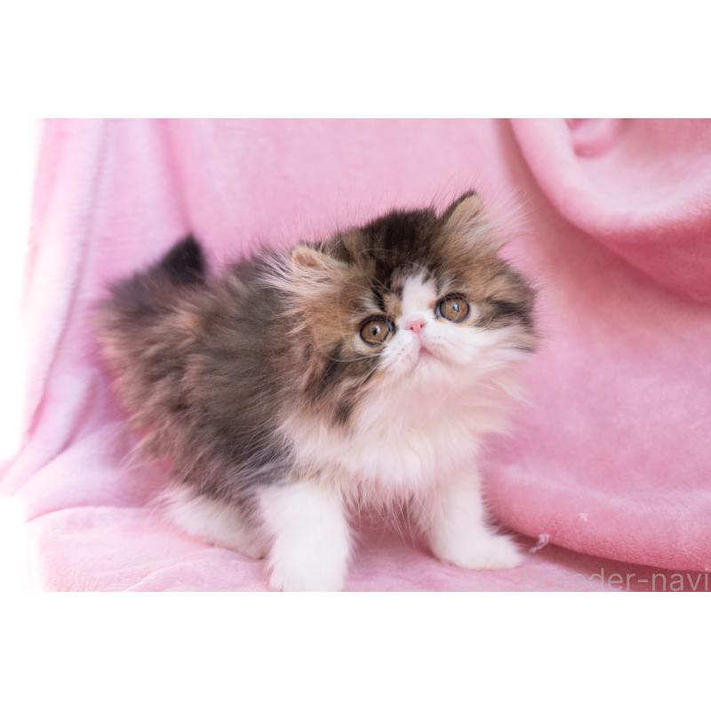 販売中の東京都のエキゾチックロングヘア-132297の3枚目