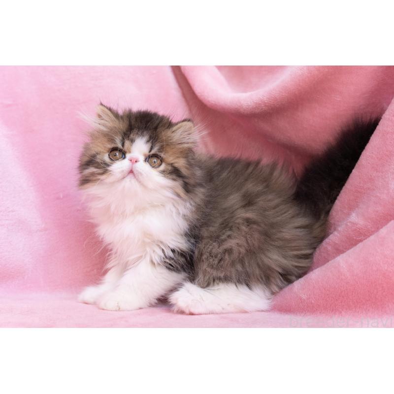 販売中の東京都のエキゾチックロングヘア-132297の2枚目