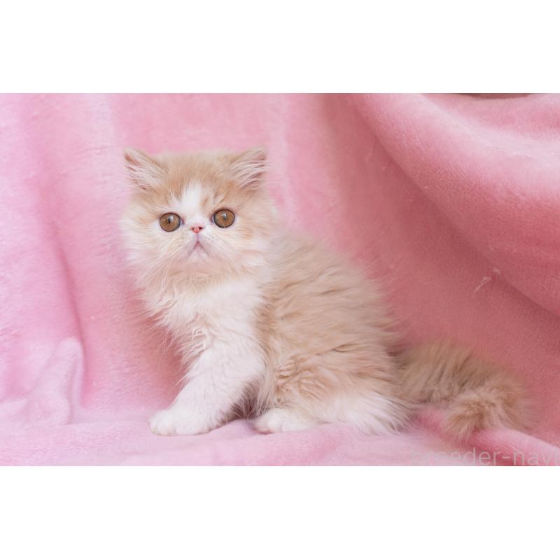 販売中の東京都のエキゾチックロングヘア-132299の5枚目