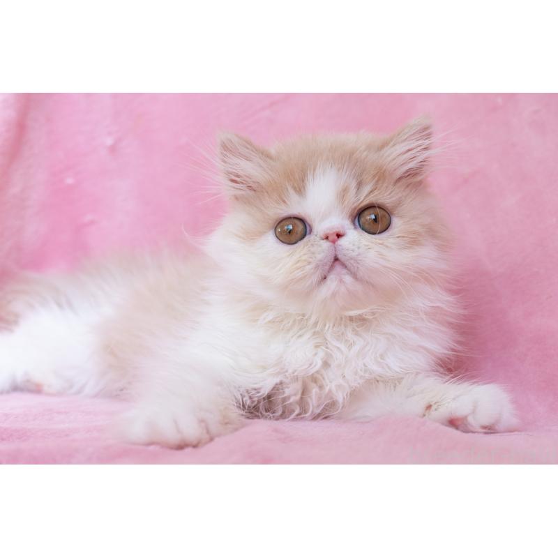 販売中の東京都のエキゾチックロングヘア-132299の3枚目