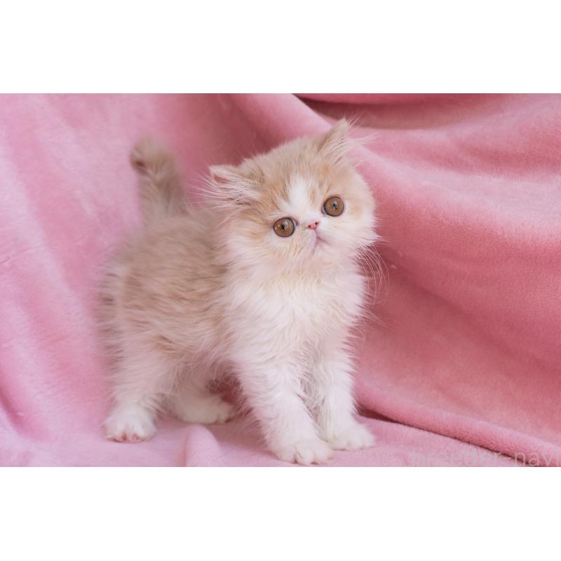 販売中の東京都のエキゾチックロングヘア-132299の2枚目