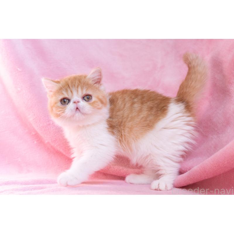 販売中の東京都のエキゾチックショートヘア-132300の5枚目