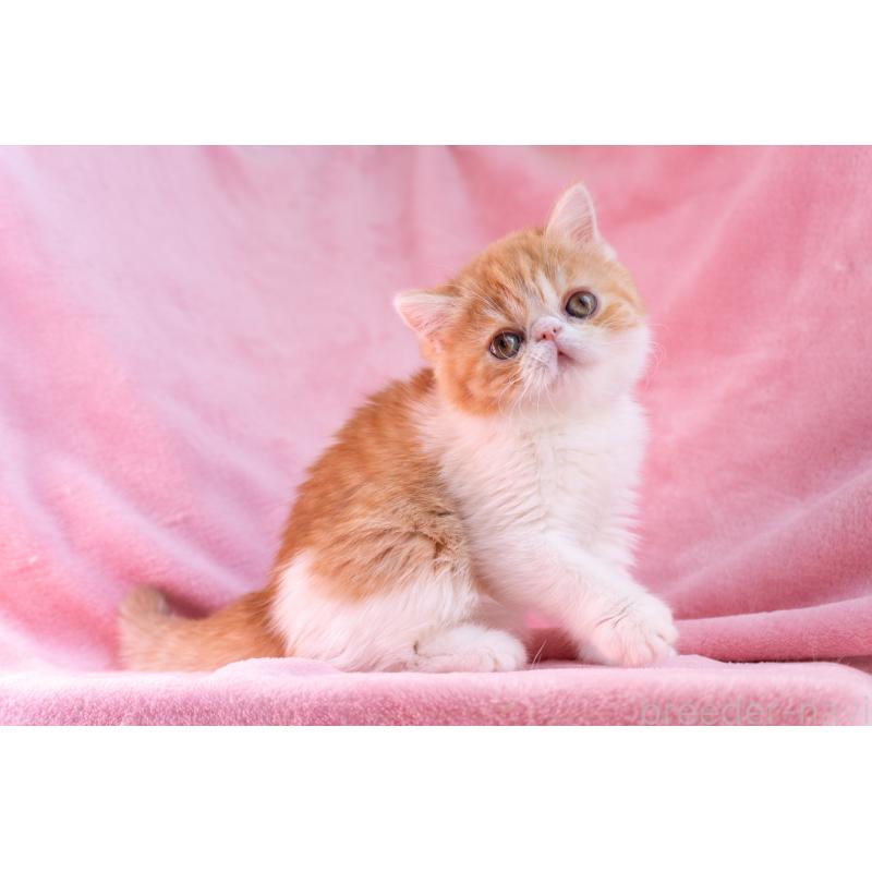 販売中の東京都のエキゾチックショートヘア-132300の4枚目