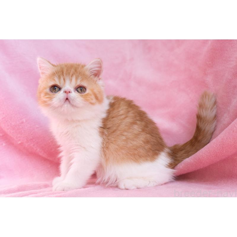 販売中の東京都のエキゾチックショートヘア-132300の3枚目