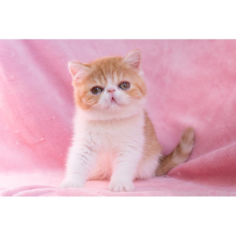 販売中の東京都のエキゾチックショートヘア-132300の2枚目