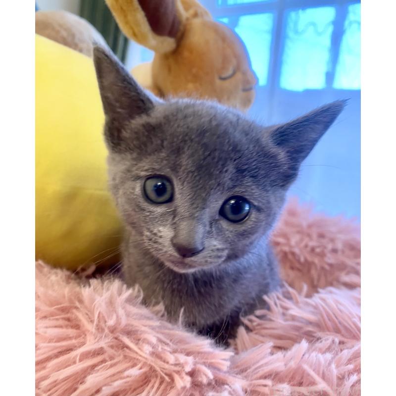 商談中の東京都のロシアンブルー-133326の35枚目