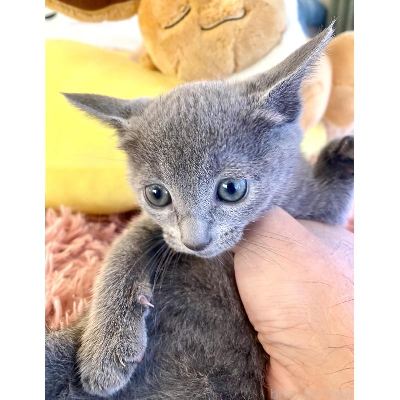 商談中の東京都のロシアンブルー-133326の34枚目