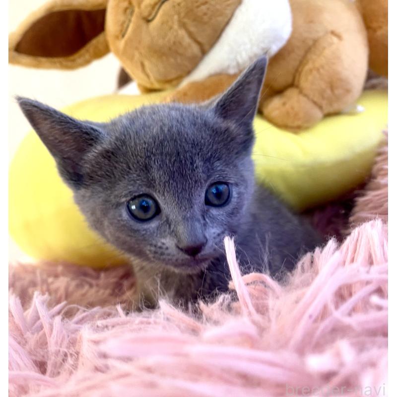 商談中の東京都のロシアンブルー-133326の33枚目