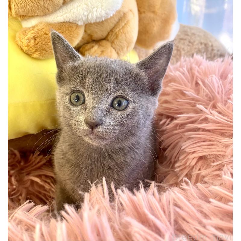 商談中の東京都のロシアンブルー-133326の31枚目