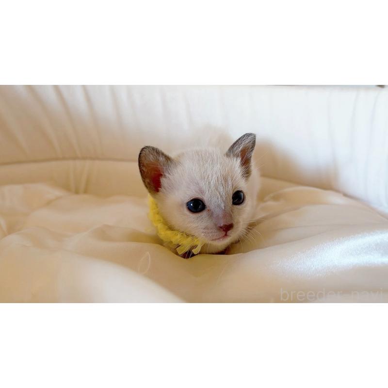 販売中の群馬県のトンキニーズ-134884の5枚目