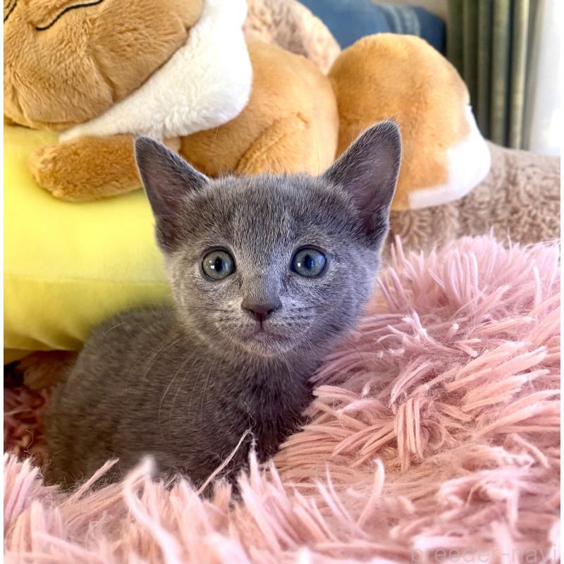 商談中の東京都のロシアンブルー-133326の30枚目