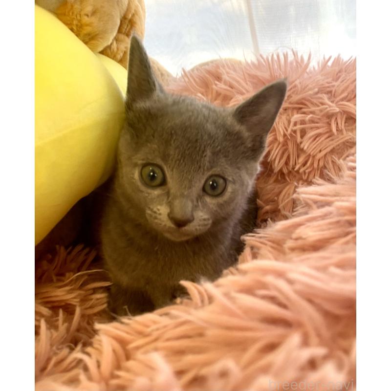 商談中の東京都のロシアンブルー-133326の29枚目