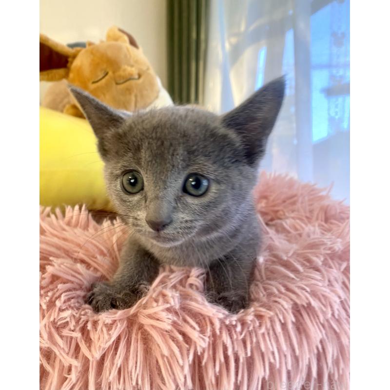 商談中の東京都のロシアンブルー-133326の28枚目