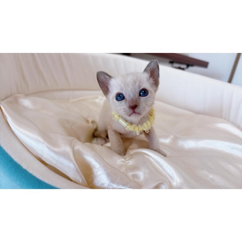 販売中の群馬県のトンキニーズ-134884の2枚目