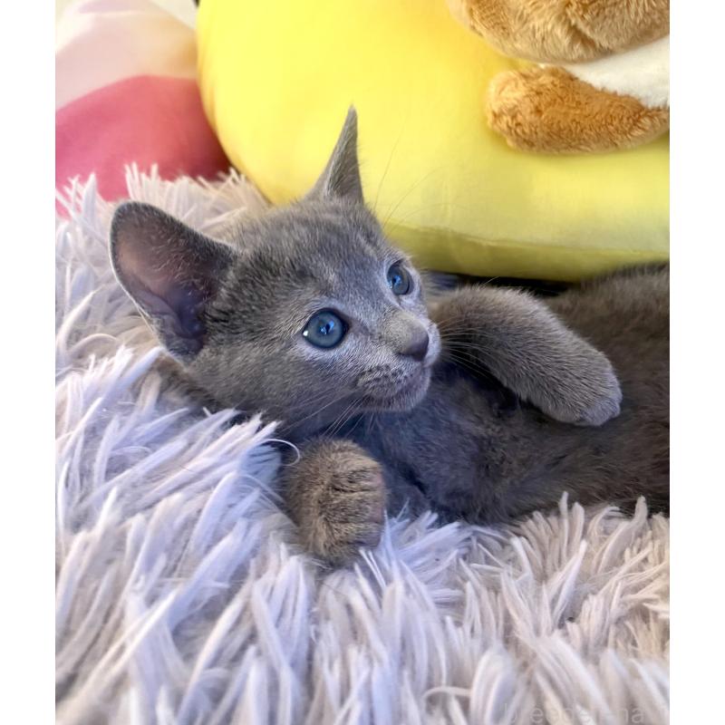 販売中の東京都のロシアンブルー-133325の29枚目