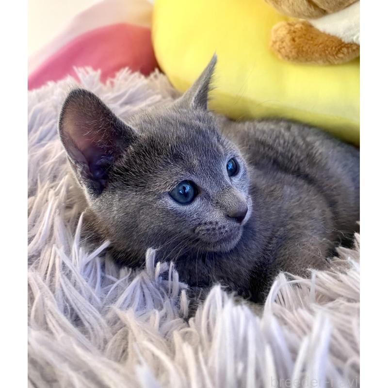 販売中の東京都のロシアンブルー-133325の27枚目