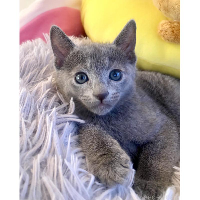 販売中の東京都のロシアンブルー-133325の26枚目