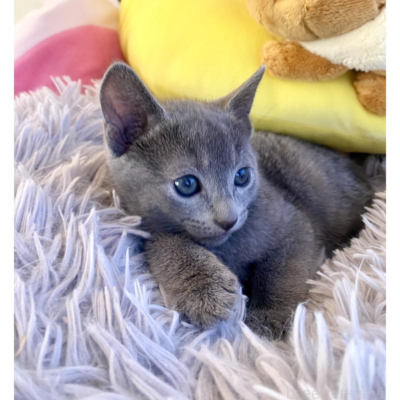 販売中の東京都のロシアンブルー-133325