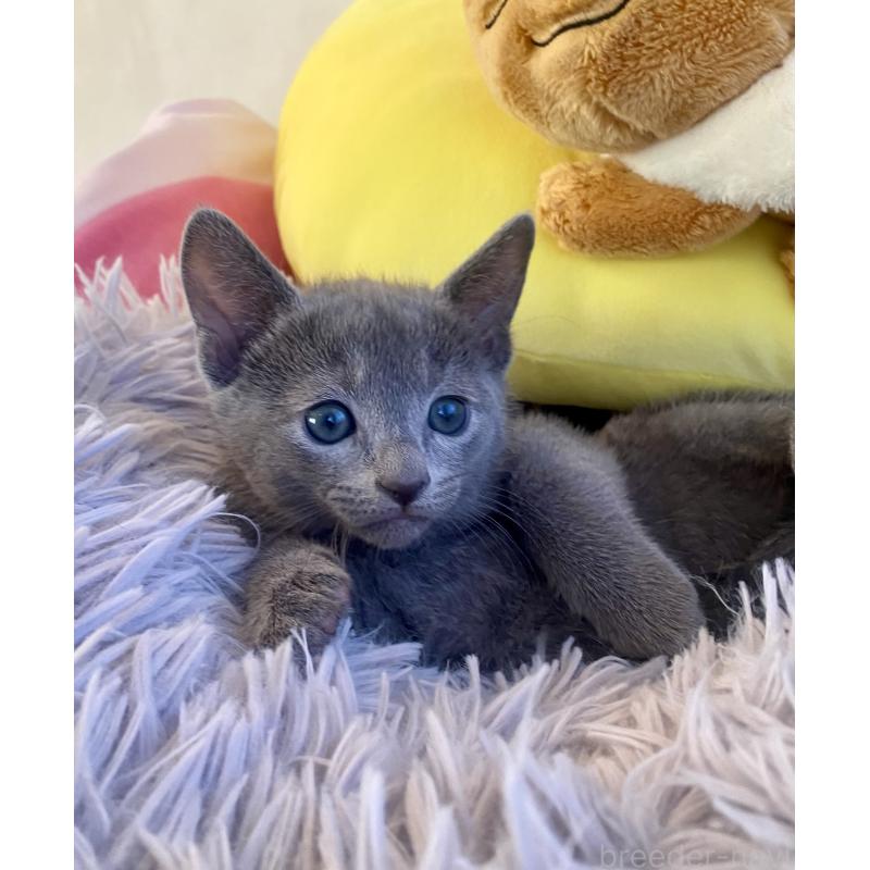 販売中の東京都のロシアンブルー-133325の24枚目