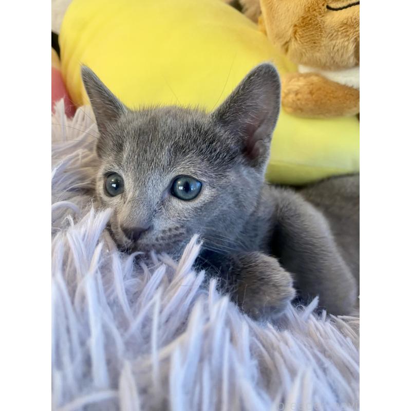 販売中の東京都のロシアンブルー-133325の23枚目