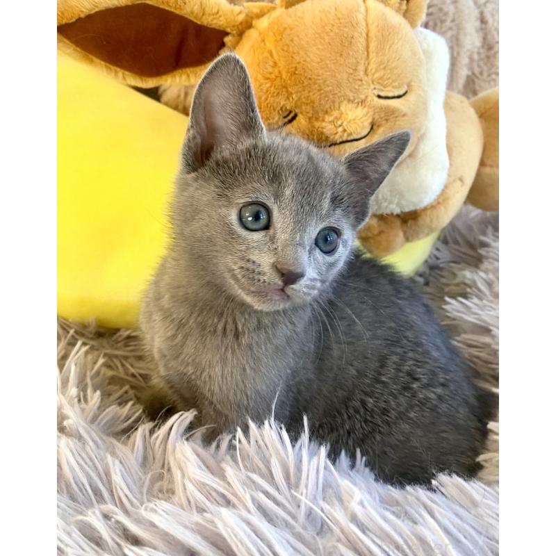 販売中の東京都のロシアンブルー-133325の22枚目