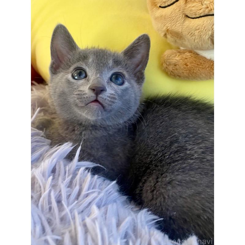 販売中の東京都のロシアンブルー-133325の21枚目