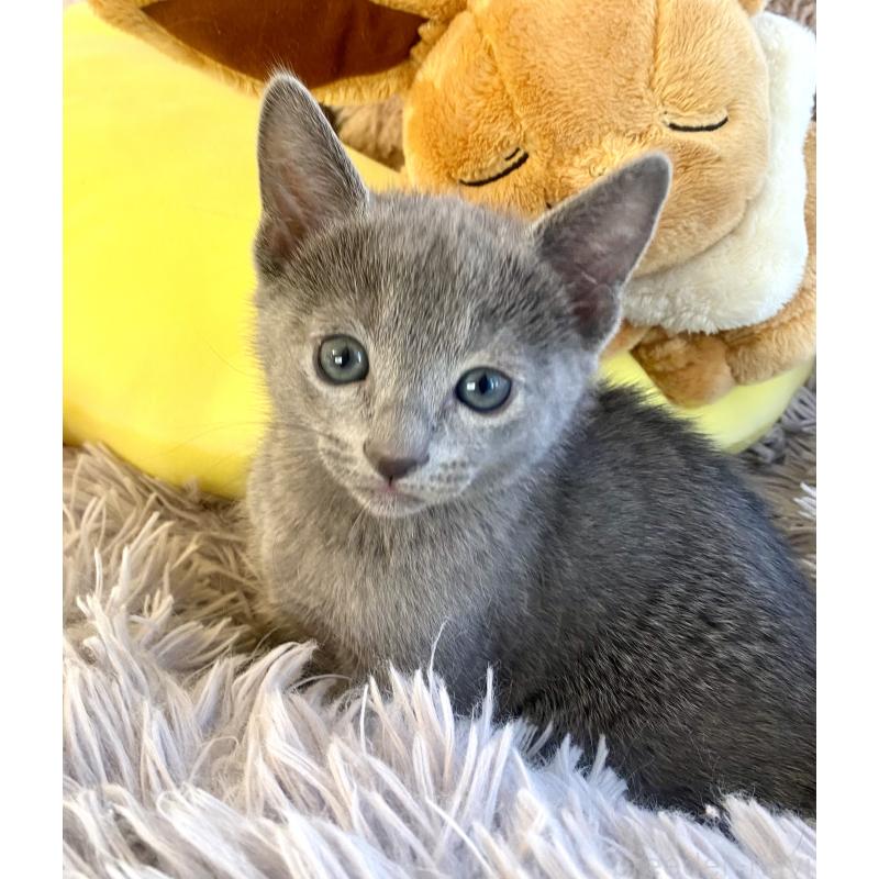 販売中の東京都のロシアンブルー-133325の20枚目