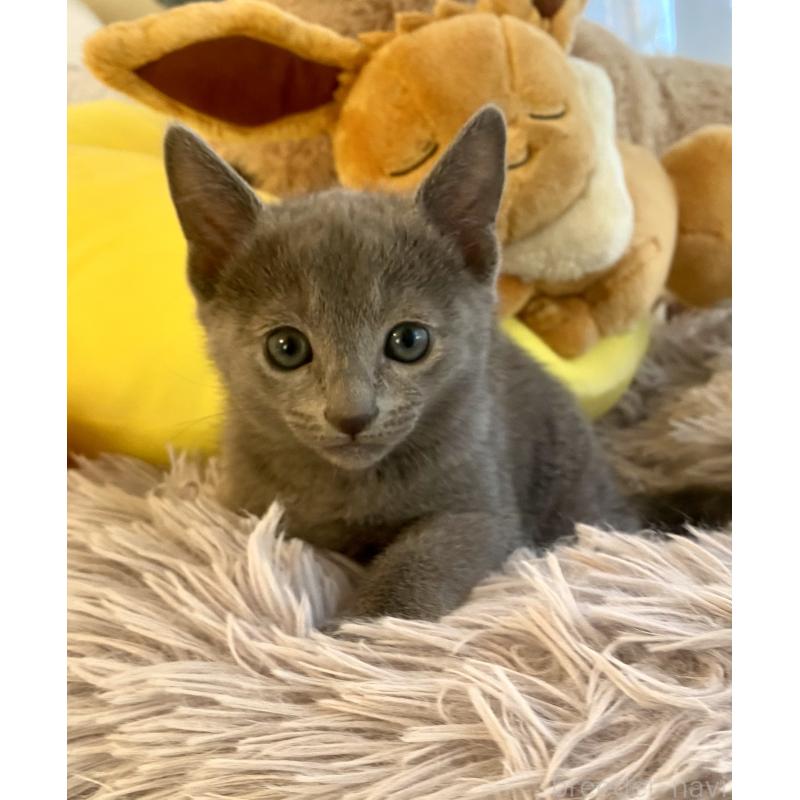 販売中の東京都のロシアンブルー-133325の19枚目