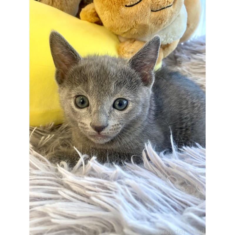 販売中の東京都のロシアンブルー-133325の18枚目