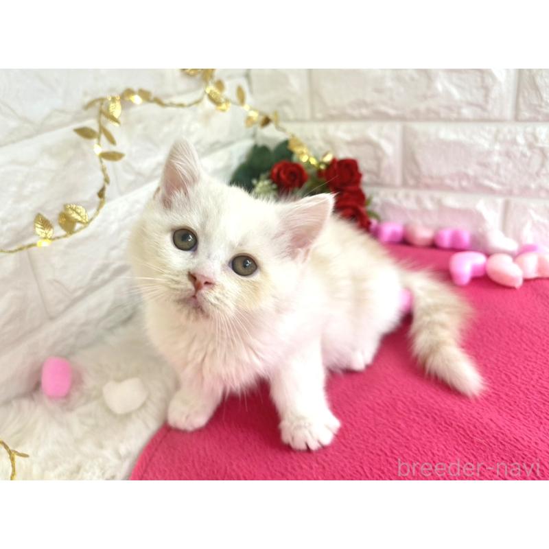 販売中の埼玉県のミヌエット-133317の6枚目