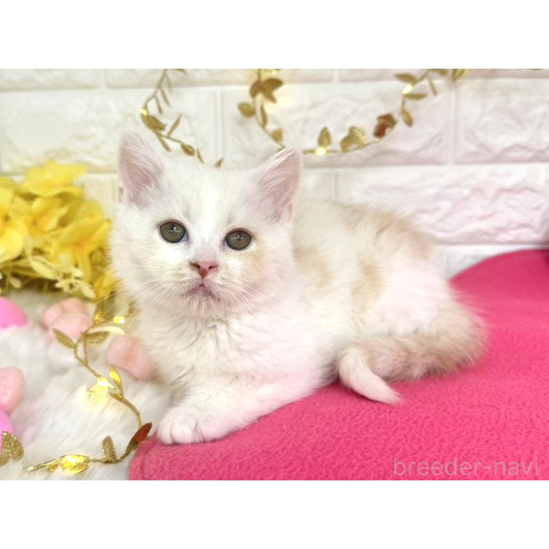 販売中の埼玉県のミヌエット-133317の5枚目