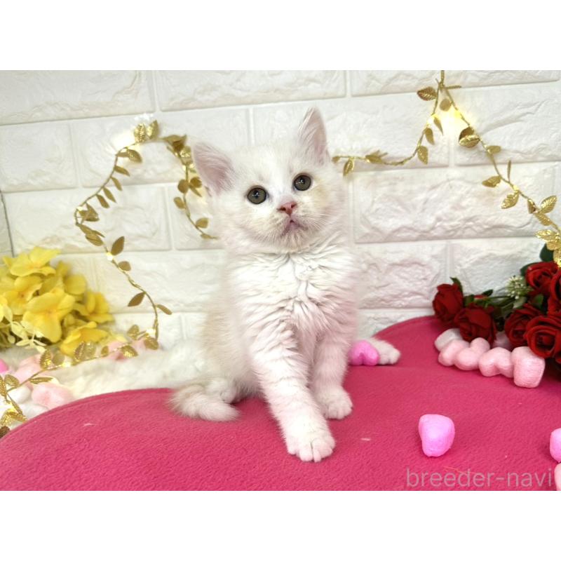 販売中の埼玉県のミヌエット-133317の4枚目